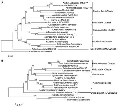 A Phylogenomic and Molecular Markers Based Analysis of the Class Acidimicrobiia